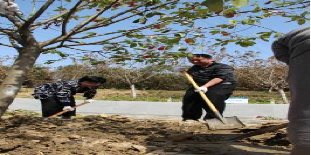 和合生態黨支部黨員活動日開展植樹活動