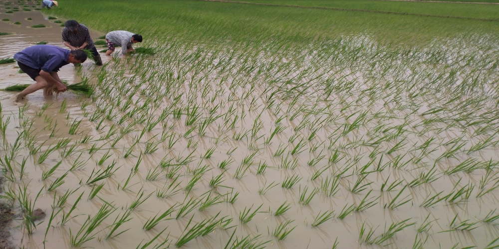 撂荒土地又逢春  ——綠葉集團小廟苗圃基地積極改造荒地種植水稻