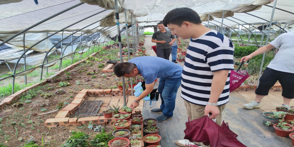 公司領導赴亳州十河基地查看苗木長勢