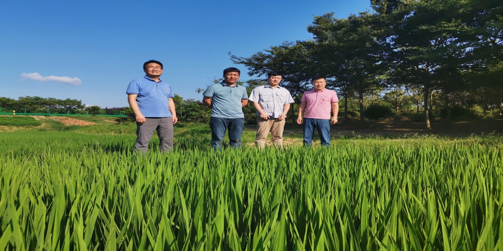 綠葉集團(tuán)領(lǐng)導(dǎo)到小廟苗圃基地檢查指導(dǎo)工作