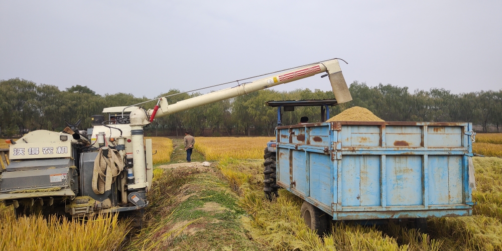 金秋好“豐”景  水稻收割忙